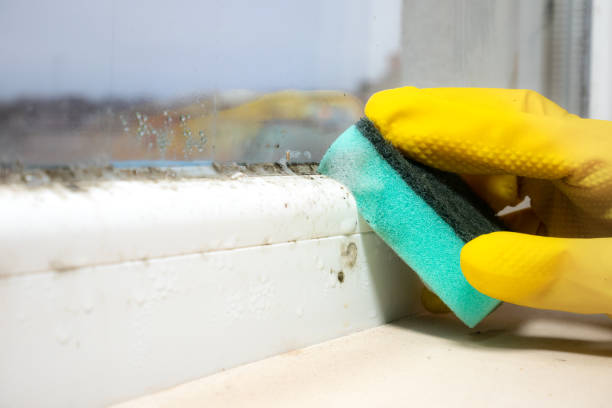 Best Attic Mold Removal  in Washington, PA