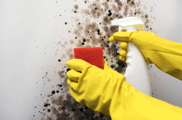 Best Commercial Mold Removal  in Washington, PA