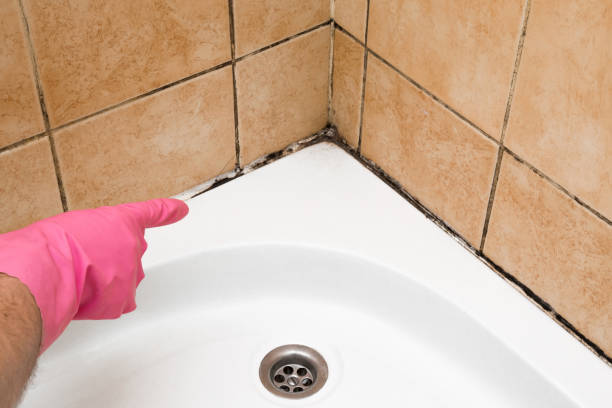 Best Toxic Mold Removal  in Washington, PA