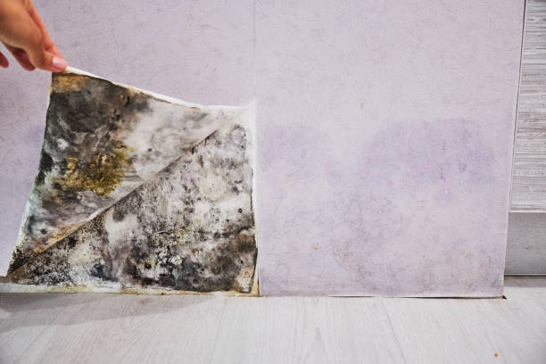 Best Local Mold Removal Service  in Washington, PA